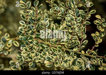 Azara microfilla "variegata", arbusto profumato di lievito variegato Foto Stock