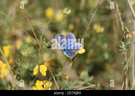 Macro fotografia di un Polimatus, una farfalla della famiglia Lycaenidae, presa nel suo habitat naturale. Foto Stock