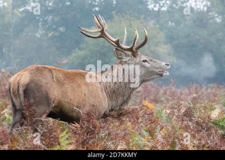 Uno stag di cervi rossi si erge immobile nel bracken Autumnal a Bushy Park, Londra Ovest, il suo respiro umido visibile nella fresca aria del mattino presto. Foto Stock