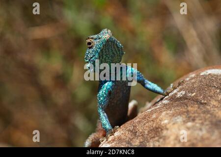 Capo meridionale AGAMA lucertola crogiolarsi sulla roccia Foto Stock