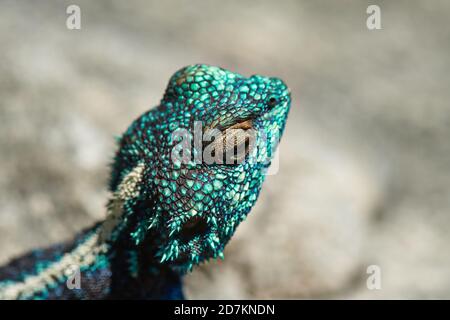 Capo meridionale AGAMA lucertola crogiolarsi sulla roccia Foto Stock