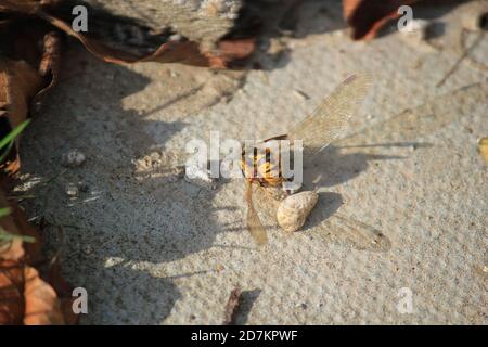 il wasp che ha attaccato la dragonfly darter rosso uccide o uccide è normalmente qualcosa che la libellula avrebbe cacciato la vespa Foto Stock