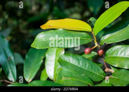 Antidesma bunius o Spreng curry-tree Bignay Chinese-alloro Herbert River-Cherry Queensland-ciliegia Salamander-albero Ciliegio selvaggio Foto Stock