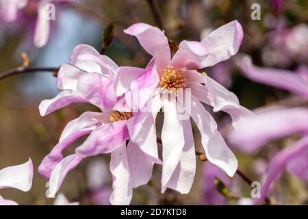 Fiore ramo albero Magnolia rosea Foto Stock