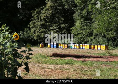 Apiario con alveari colorati sul bordo della foresta Foto Stock