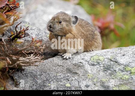 American pika (Ochotona princeps) seduta su masso, Mount Rainier National Park, Washington, USA Foto Stock