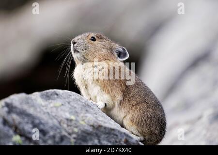 American pika (Ochotona princeps) seduta su masso, Mount Rainier National Park, Washington, USA Foto Stock