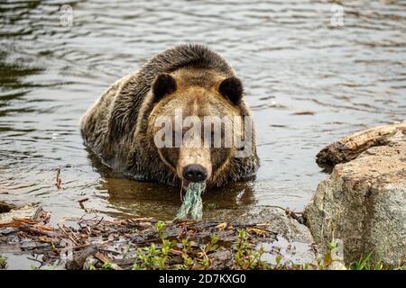 Un orso grizzly (Ursus arctos horribellis) che mangia i rifiuti di cibo da un sacchetto di plastica in British Columbia, Canada Foto Stock