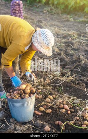 Una donna contadina raccoglie patate scavate in un secchio. Raccolta su piantagione di fattoria. Agricoltura. Crescendo, raccogliendo, smistando ed impacchettando in sacchetti di maglia per Foto Stock