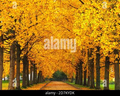 Viale con alberi gialli in autunno Foto Stock