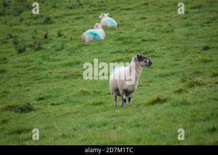 Masham ewe pecora senza cavalli in Dartmoor ha orecchie nere Nasello bianco gambe morbido pile razza originata in Inghilterra chiamato Dopo Wensleydale città Yorkshire Foto Stock
