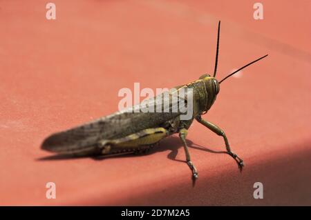 Immagine in primo piano che mostra il torace laterale del corpo di Una cavalletta (Caelifera) su una piastrella marrone Foto Stock