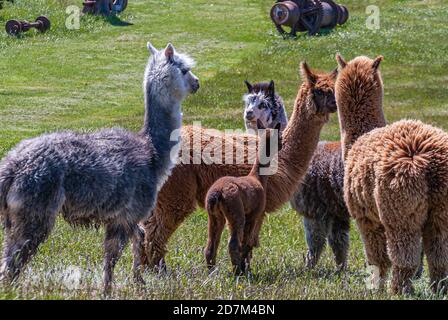 Isola di Riesco, Cile - 12 dicembre 2008: Posada Estancia Rio Verde azienda agricola. Primo piano di 3 alpaca giovani e adulti sulla prateria. Foto Stock