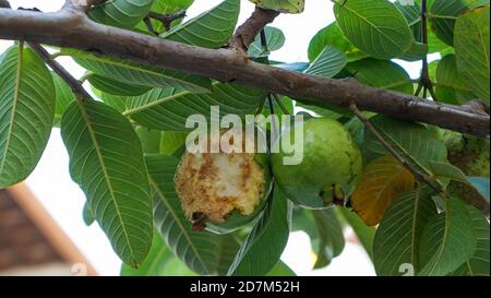 Primo piano di frutta guava Foto Stock