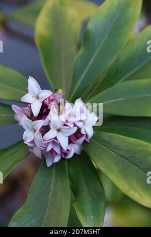 Daphne adora, la pianta sempreverde fiorente di colore rosa pallido con fragrante dolce Foto Stock