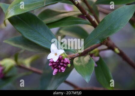 Daphne adora, la pianta sempreverde fiorente di colore rosa pallido con fragrante dolce Foto Stock