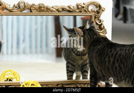 Gatto tabby guardando il suo riflesso nello specchio Foto Stock