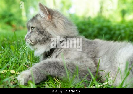 Profilo di gatto grigio guardando lontano in verde erba parco esterno Foto Stock