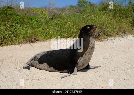 Ecuador Isole Galapagos - Isola di San Cristobal leone di mare a piedi lungo la spiaggia Foto Stock