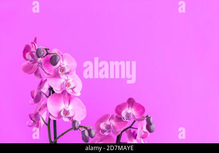 Fiori di orchidea viola su viola chiaro con spazio per il design Foto Stock