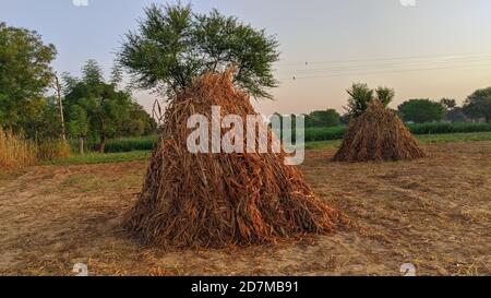 Foraggio di miglio asciutto per animali da compagnia. Mucchio di miglio di perla non trattato in un cestino in campo indiano mentre raccolto Foto Stock