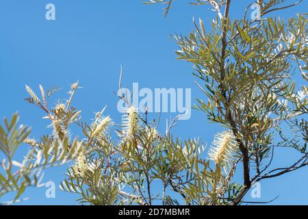 Grevillea sessilis in fiore al White Mountains National Park, Queensland Foto Stock