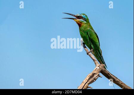 Primo piano di ape-mangia blu-cheeked seduto su un albero Foto Stock