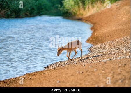 Saiga in un luogo di irrigazione beve acqua durante il caldo forte e la siccità. Foto Stock