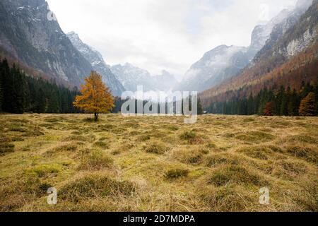 Caduta nella valle di Krma, Triclav natioanl parco, Slovenia Foto Stock