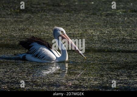 Il pellicano australiano galleggia sull'acqua subito dopo l'atterraggio Foto Stock