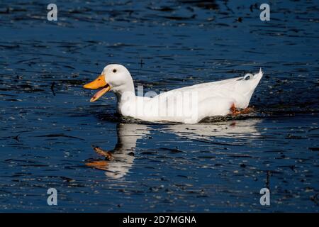 Pekin anatra nuoto con la bocca chiusa e uno sfondo blu Foto Stock