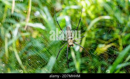 Enorme ragno banana nel suo web in okinawa giappone lusso viaggi arachnofobia ragni gambe tropicale paradiso trappola vola sfondo verde turismo di viaggio Foto Stock