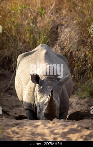 Ritratto verticale di un rinoceronte bianco adulto scavato nella sabbia Con il suo corno a Kruger Park in Sud Africa Foto Stock