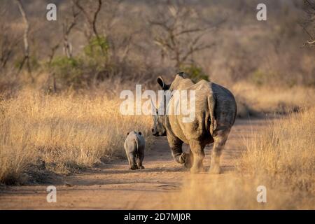 Femmina rinoceronte bianco e il suo bambino carino a piedi in sabbia Strada in cespuglio asciutto a Kruger Park Sud Africa Foto Stock