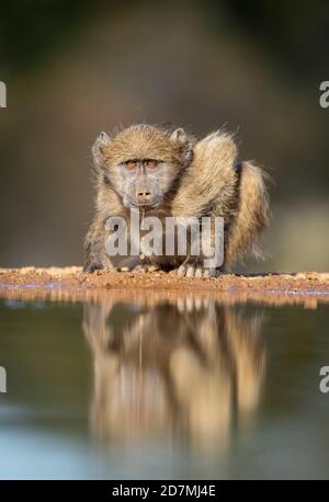 Giovane babbuino che beve acqua riflessione guardando direttamente la macchina fotografica Riserva di Karongwe nei pressi di Kruger Park in Sud Africa Foto Stock