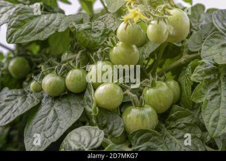 Closeup di pomodori ciliegini non maturi su viti sotto la luce del sole Foto Stock