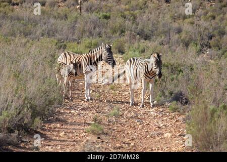 Zebre in Sud Africa Foto Stock