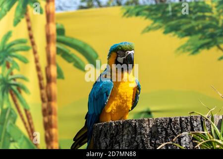 Pappagallo multicolore di fronte a sfondo tropicale Foto Stock