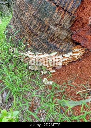 Funghi selvatici che crescono su tronco di albero di cocco Foto Stock