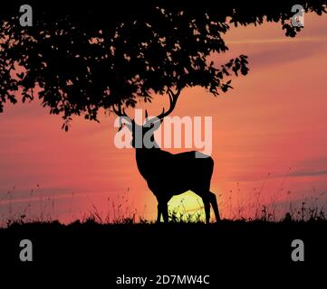 Silhouette Red Deer Stag con sunrise composito Foto Stock