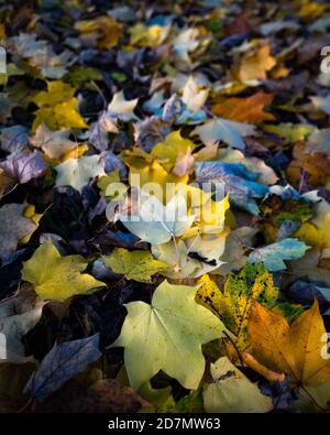 Foglie di autunno nel bosco Foto Stock