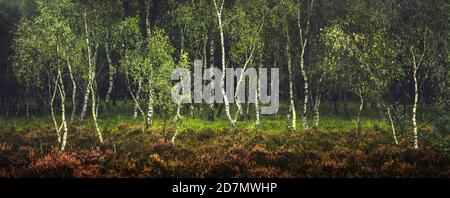 Alberi di betulla su Strensall Common, York Foto Stock