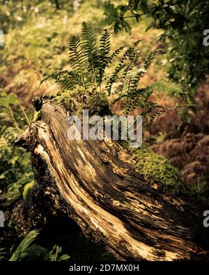 Felci su Tree Stump, Brothers Water, Lake District Foto Stock