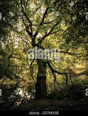 Old Oak Tree, North Yorkshire Foto Stock