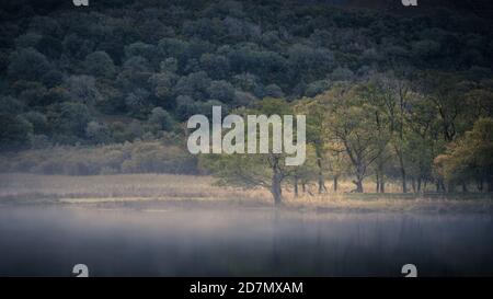 Alberi sull'acqua dei fratelli, Lake District Foto Stock