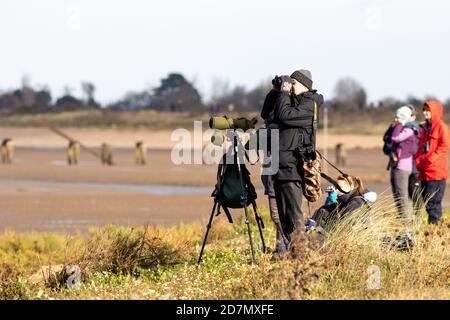 Fauna selvatica del Regno Unito: Gli osservatori di uccelli godono di una mururazione di nodi, come spettacolo noto come 'Waders vorticoso' al RSPB Snettisham, Norfolk, Regno Unito Foto Stock