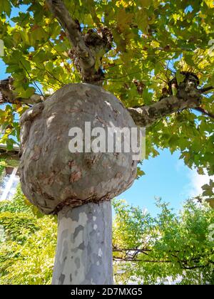 Burl sul tronco dell'albero. London Plane Tree. Platanus hispanica. Foto Stock