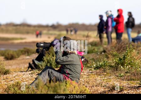 Fauna selvatica del Regno Unito: Gli osservatori di uccelli godono di una mururazione di nodi, come spettacolo noto come 'Waders vorticoso' al RSPB Snettisham, Norfolk, Regno Unito Foto Stock