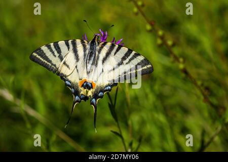 Grande farfalla gialla a coda di rondine con strisce nere seduta su fiore viola che cresce in erba verde in una giornata estiva soleggiata. Foto Stock