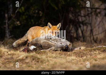 Fame di volpe rossa che si nutrono sul campo nella natura autunnale. Foto Stock